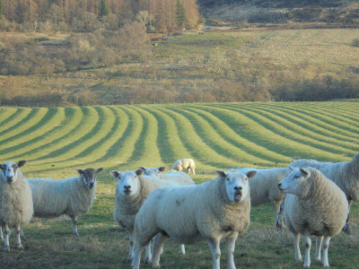 Ridge and Furrow