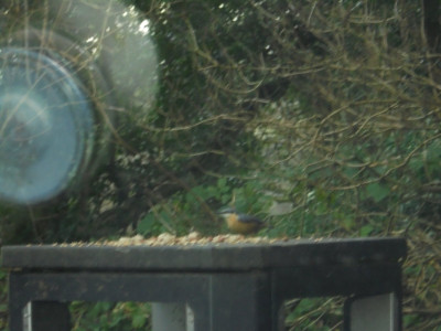 A fuzzy nuthatch