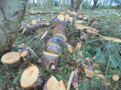 How many trunks per gallon do you get from a chainsaw?