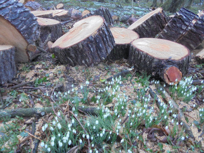 Snowdrops survive the woodsman's boots