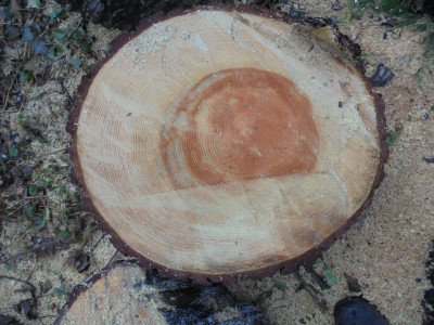 Hard work with a handsaw