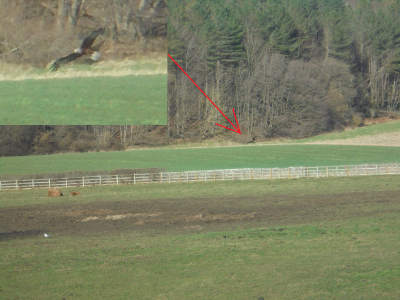 also of marginal interest to Highland Cattle in the Derwent Valley Club