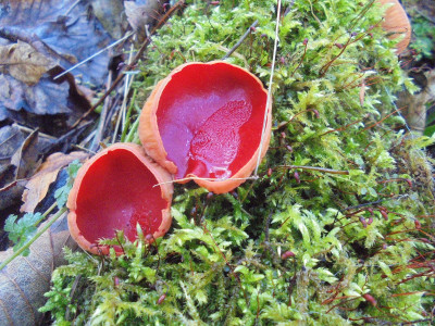 March 1st 2022<br />Bright Scarlet Waxcaps I think