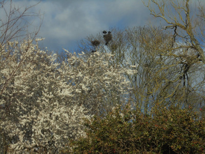 Sign of the times<br />Nesting Rooks in March