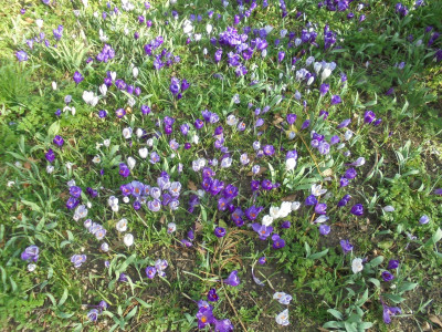 Spring Crocus