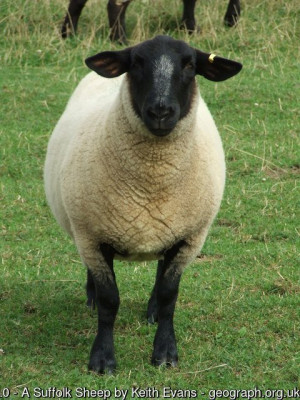 Could do with a dab of boot polish<br />Suffolk Sheep Near Winston Suffolk