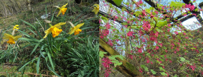 Daffodils in an abandoned garden, and currants of unspecified colour could be red, white or black