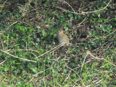 A young rabbit in amongst the poison ivy!