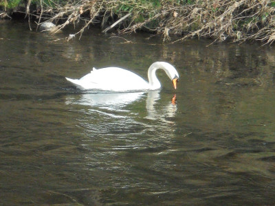 The Swan with Two Necks