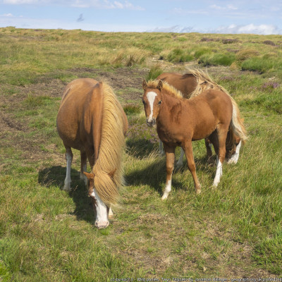 Wild ponies, Twyn Talycefn by Jonathan Billinger<br />For SO2232, taken 2020-08-07