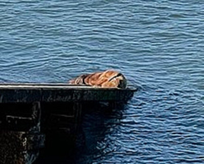 Wally sleeping on the new RNLI Lifeboat Tenby slipway