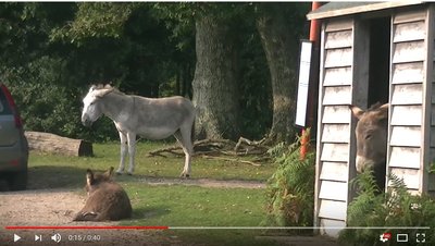 DonkeyWaitingforBus.JPG