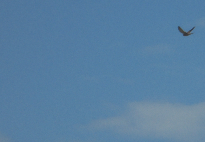 Birds of Prey in the top right corner of the image <br />Number 1  The Kestrel