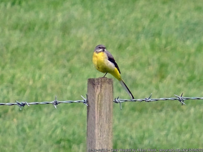 geograph-6494202-by-Adam-Ward.jpg