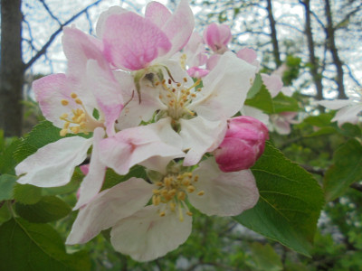 Apple blossom time