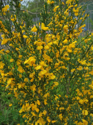 planta genista