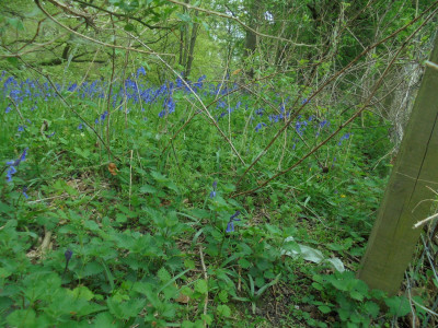 Blue...bells
