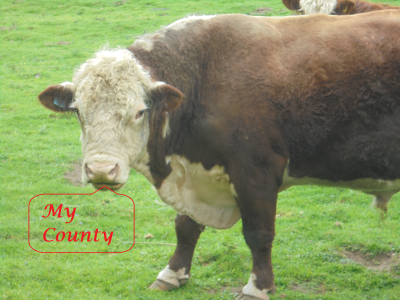 Shutter Click 1 Monday 9th May 2022<br />A Northumberland Hereford Bull