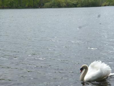Swan Lake