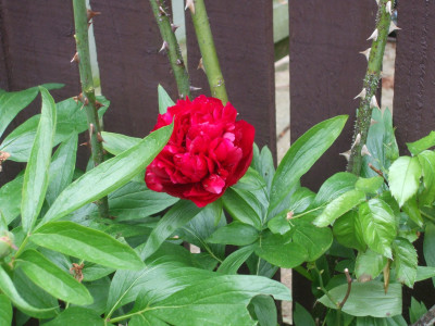 DSCF3527.JPG