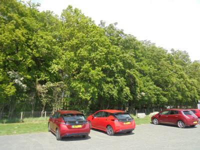 Three pretty Leafs all in a row,