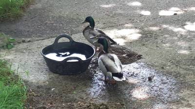 Happy ducks - own work