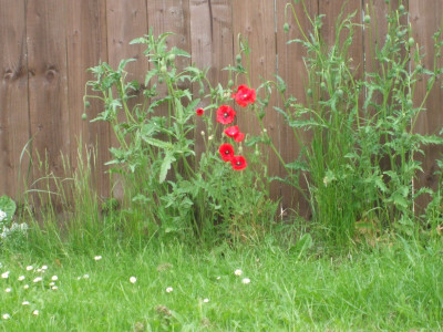 Poppy