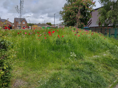 Poppies 1