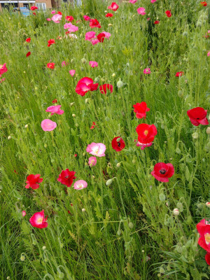 Poppies 2