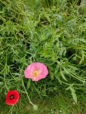 Poppies 4