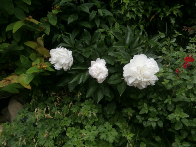 The peonies that we did!!