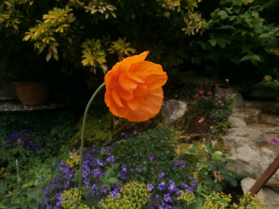 A lovely poppy we didn't plant!