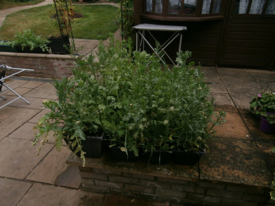 Our wild flower crop for insect attaction