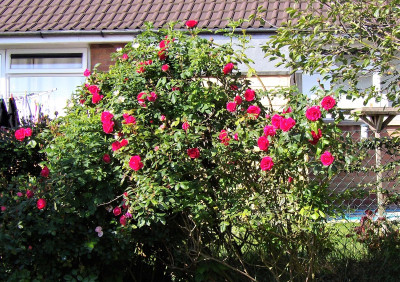 Roses.jpg