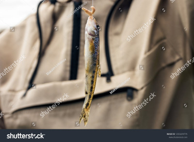 stock-photo-gudgeon-on-a-hook-with-maggots-close-up-1253229775.jpg