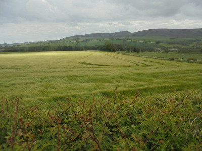 fields of barley