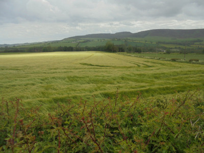 fields of barley