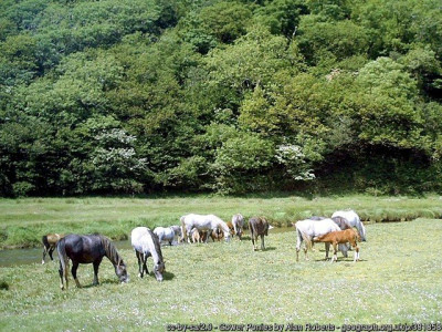 Gower Ponies<br />Grazing near Pennard Pill, Three Cliffs Bay.