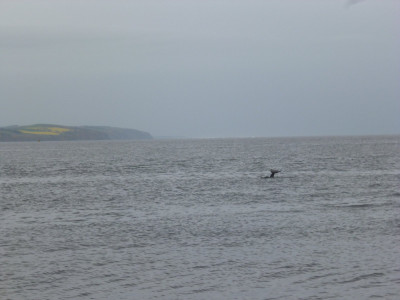 Moray Firth Dolphin Tail