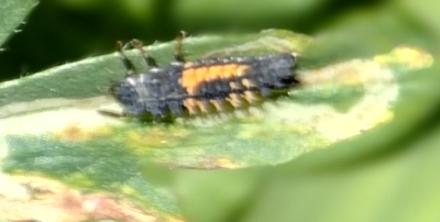 Zoomed.