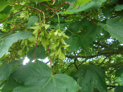 If sycamore keys become a delicacy there are plenty in stock at very low prices