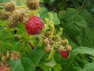 fresh young wild raspberries £0.00/lb