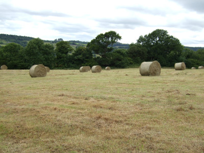Hay 2022.JPG