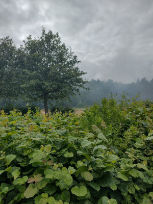 IMG_20220705_151718910_HDR.jpg