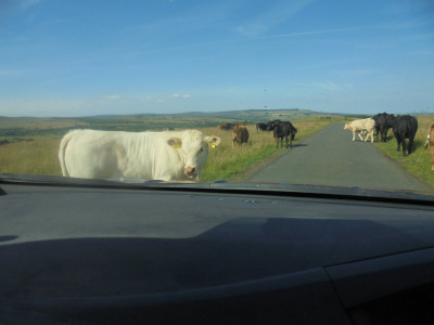 In unfenced road Country give way to wandering herds of cattle.