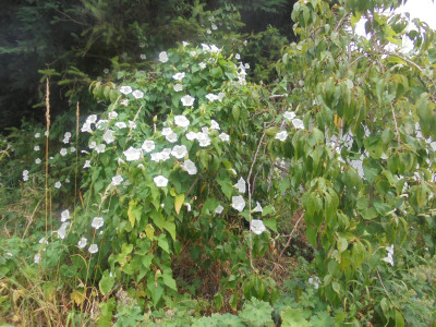 DSC02295.JPG