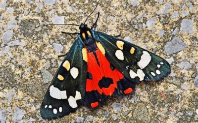Scarlet Tiger Moth