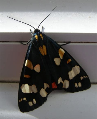 Scarlet Tiger Moth