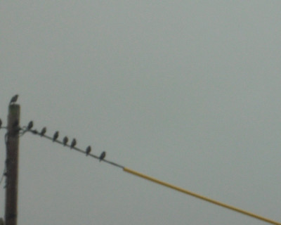 The personal space of the starling<br />Birds on a Wire<br />16th August 2022