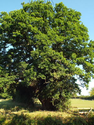 Oak tree opposite "The Poachers".